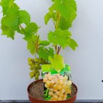 Vinič (Vitis Vinifera) ‘SEYVAL BLANC’- výška 50-70 cm, kont. C3L